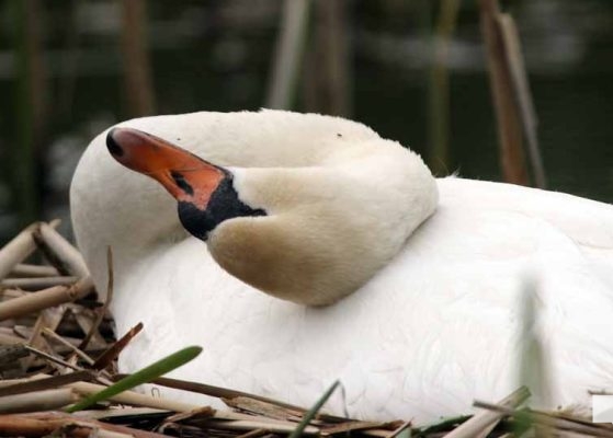 May 16, 2026 Swan 563