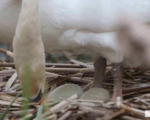 May 16, 2026 Swan 564