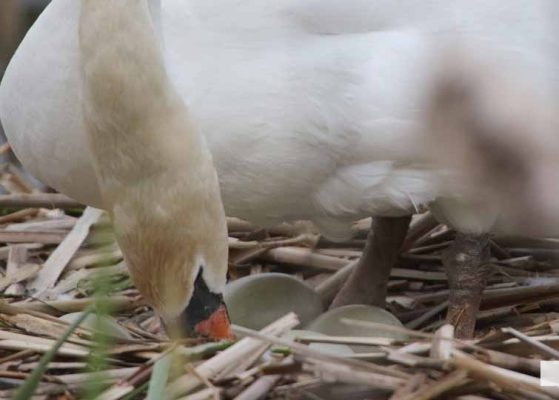 May 16, 2026 Swan 565
