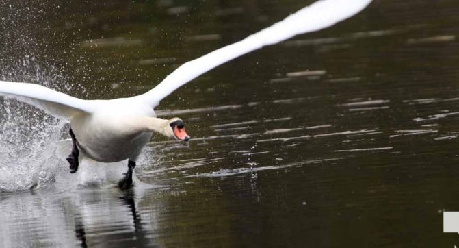 May 16, 2026 Swan 566