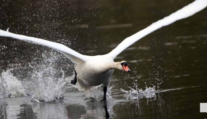 May 16, 2026 Swan 567