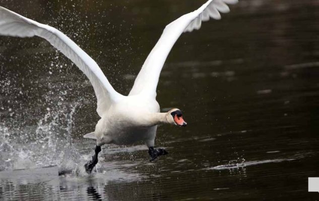 May 16, 2026 Swan 568