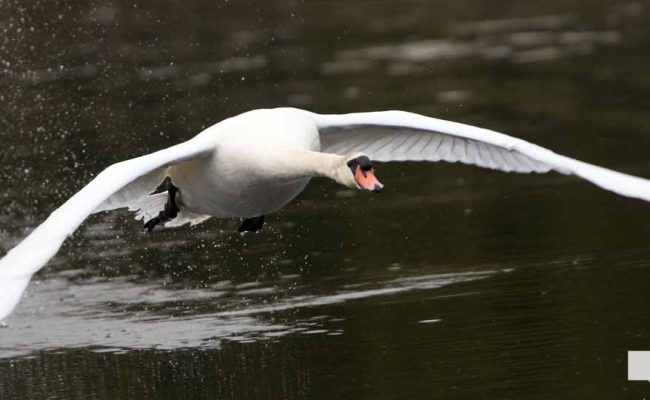 May 16, 2026 Swan 569