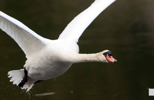 May 16, 2026 Swan 570