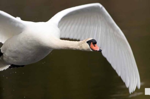 May 16, 2026 Swan 571