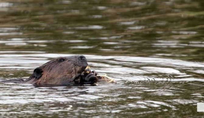 May 16, 2026 beavers 583