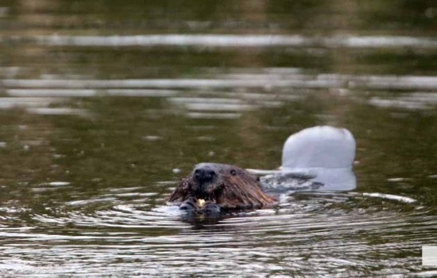 May 16, 2026 beavers 584