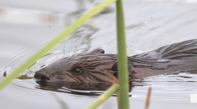 May 16, 2026 beavers 586