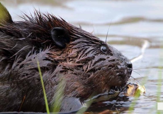May 16, 2026 beavers 587