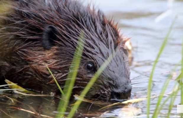 May 16, 2026 beavers 588