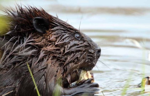 May 16, 2026 beavers 589