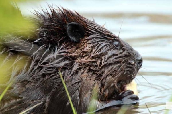 May 16, 2026 beavers 590