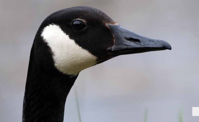 May 16, 2026 geese 575