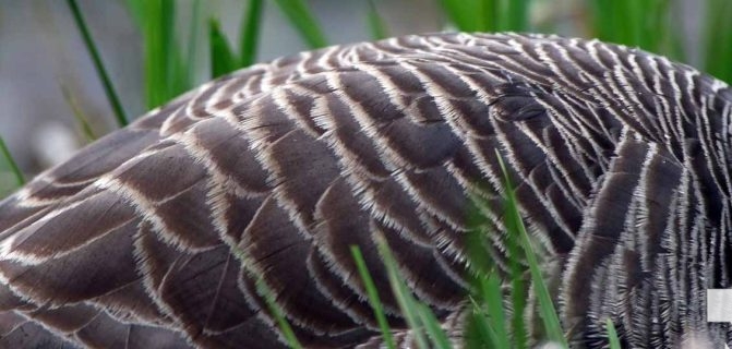 May 16, 2026 geese 576