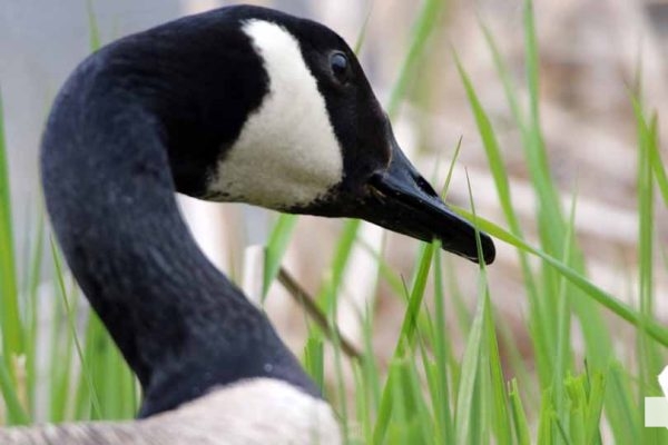 May 16, 2026 geese 577