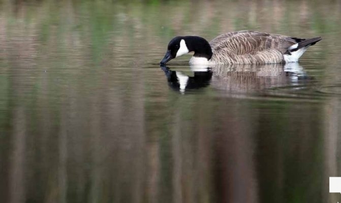 May 16, 2026 geese 578