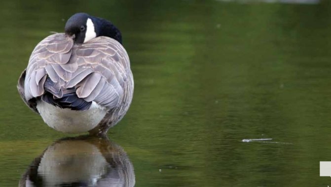 May 16, 2026 geese 579