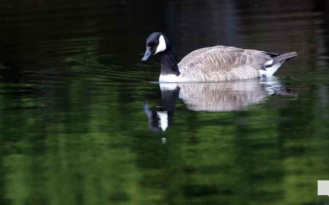 May 16, 2026 geese 580