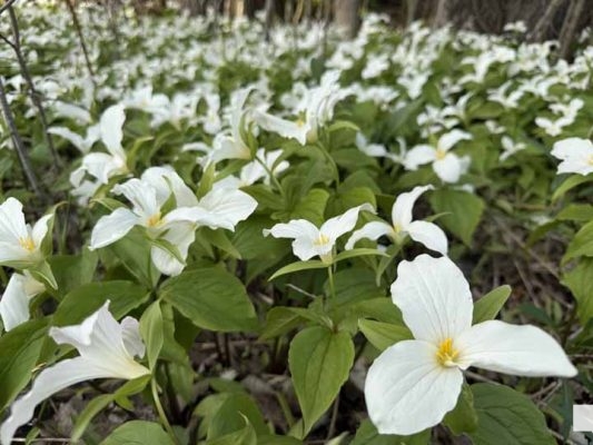 May 17, 2026 Trillium 664