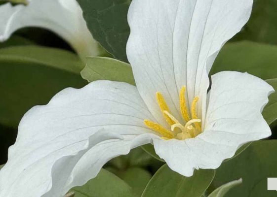 May 17, 2026 Trillium 667