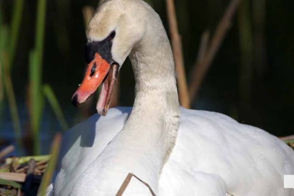May 25, 2026 Swan Cygnet826