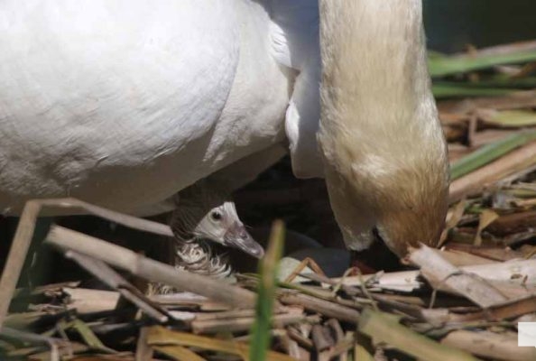 May 25, 2026 Swan Cygnet827