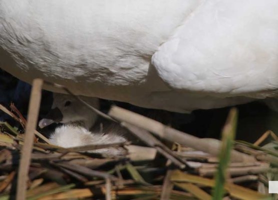 May 25, 2026 Swan Cygnet828