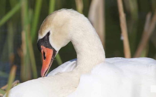 May 25, 2026 Swan Cygnet829