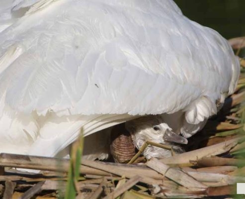 May 25, 2026 Swan Cygnet831