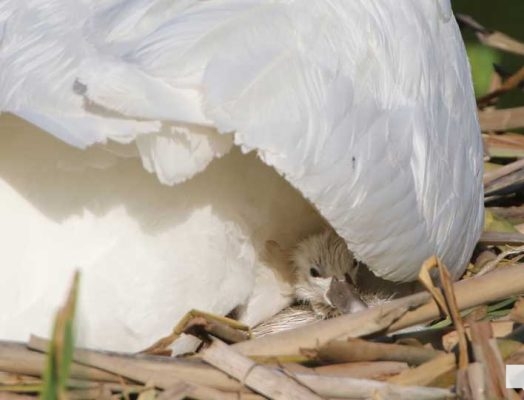 May 25, 2026 Swan Cygnet832