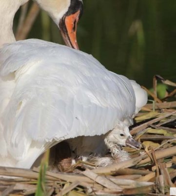 May 25, 2026 Swan Cygnet834