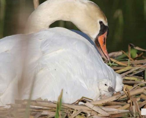 May 25, 2026 Swan Cygnet835