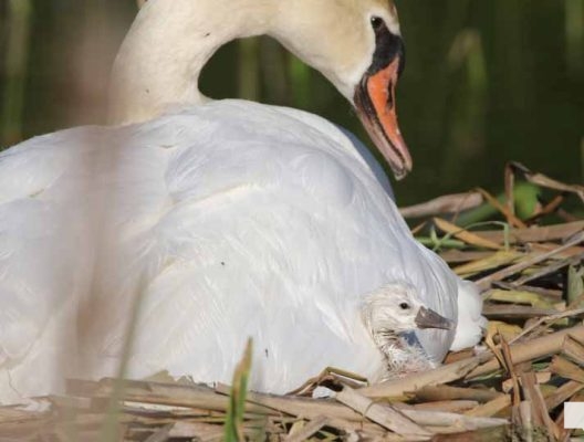 May 25, 2026 Swan Cygnet836
