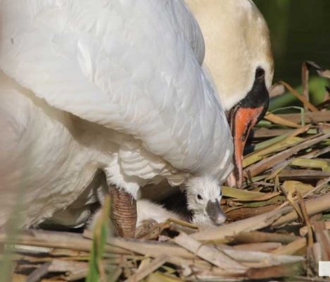 May 25, 2026 Swan Cygnet837