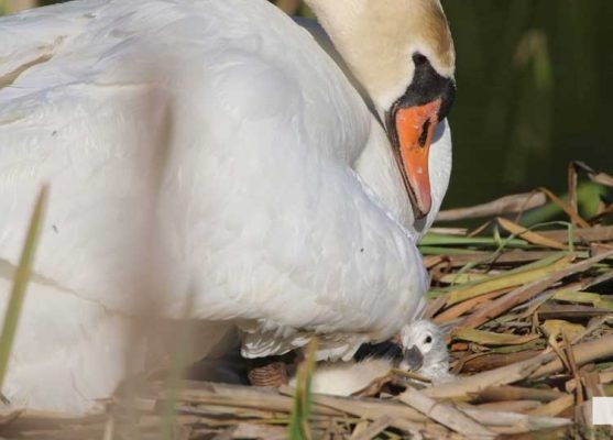 May 25, 2026 Swan Cygnet838