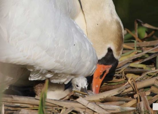 May 25, 2026 Swan Cygnet839