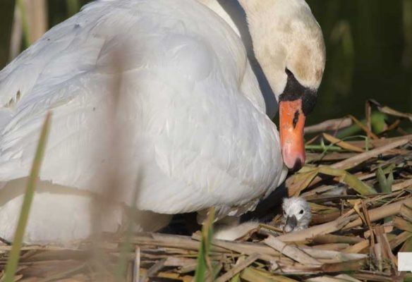 May 25, 2026 Swan Cygnet840