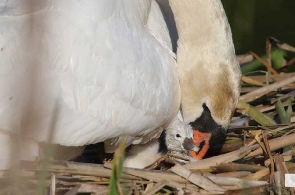 May 25, 2026 Swan Cygnet841