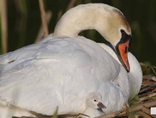 May 25, 2026 Swan Cygnet842