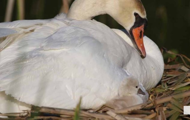 May 25, 2026 Swan Cygnet843