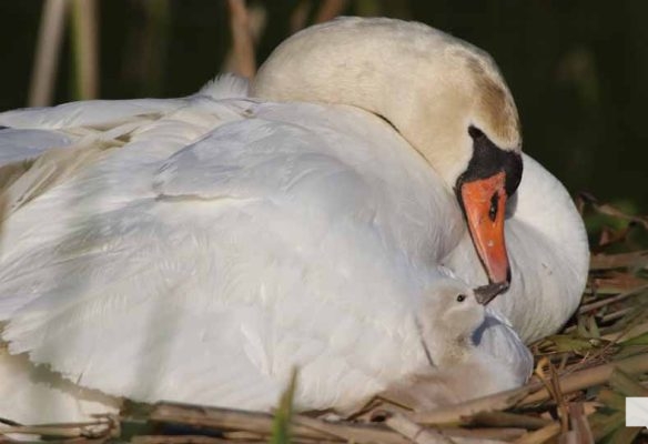 May 25, 2026 Swan Cygnet844