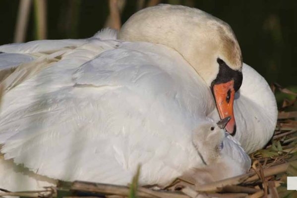 May 25, 2026 Swan Cygnet845