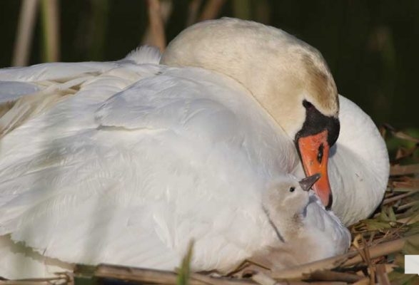May 25, 2026 Swan Cygnet846