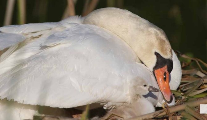 May 25, 2026 Swan Cygnet847