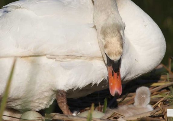 May 25, 2026 Swan Cygnet848