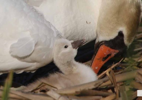 May 25, 2026 Swan Cygnet849