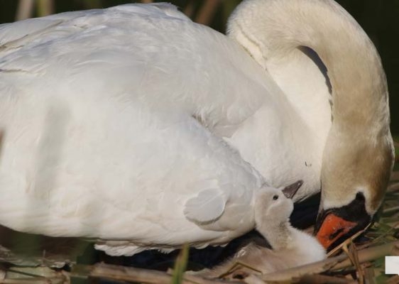May 25, 2026 Swan Cygnet850