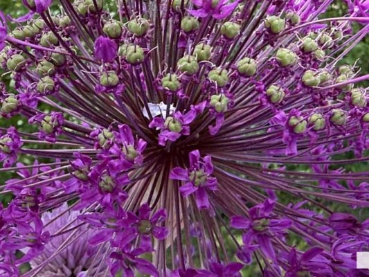 May 31, 2026 Lilac Festival Warkworth1002.JPEG