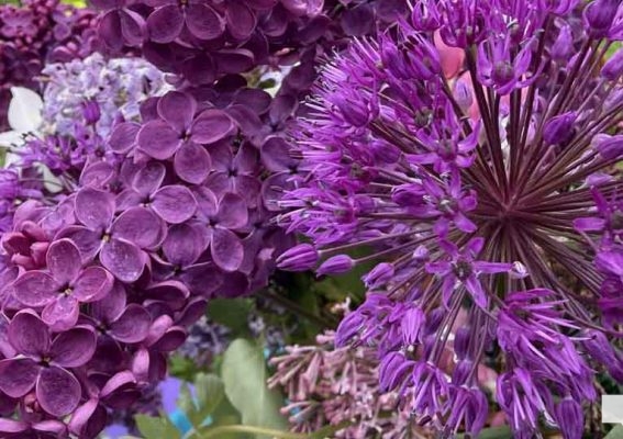 May 31, 2026 Lilac Festival Warkworth1003.JPEG