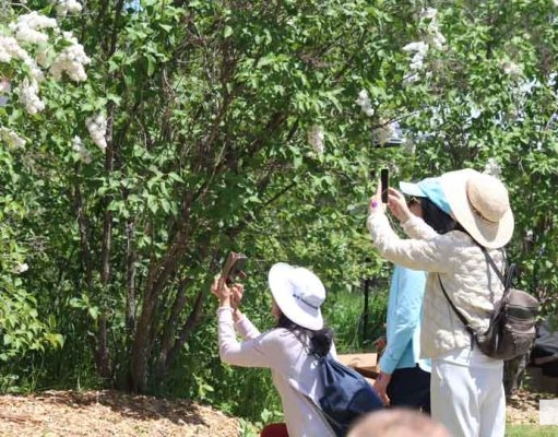 May 31, 2026 Lilac Festival Warkworth1010